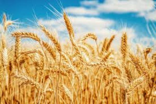 RS incrementa importação de trigo argentino para abastecer moinhos