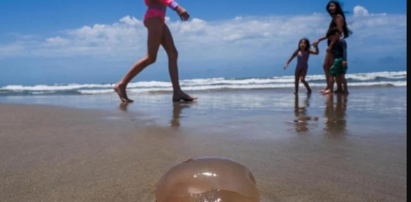 VERÃO> Queimaduras por águas-vivas no litoral gaúcho é alto nesse veraneio