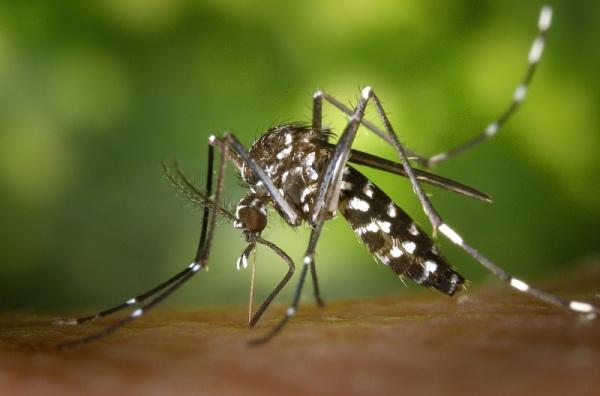 AEDES AEGYPTI: Pejuçara registra o primeiro caso de dengue em 2024 