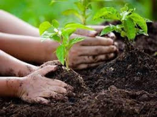 CRUZ ALTA 202 ANOS: Plantio de Mudas de árvores deve começar na sexta dia 11