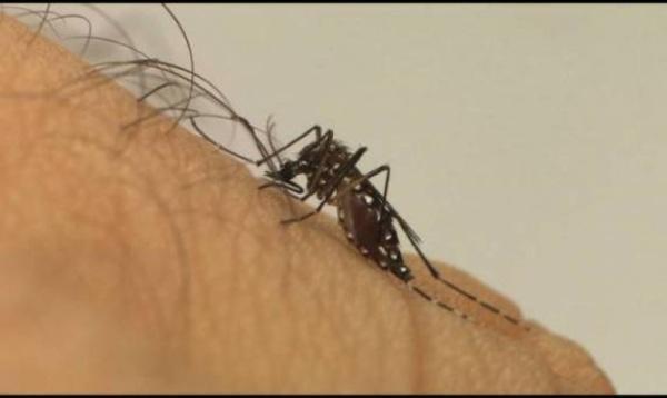 Confirmada a Primeira morte por dengue em Ijuí; RS já registra 04 óbitos