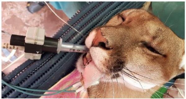 Anestesia em animais silvestres : É tema de palestra na UNICRUZ 