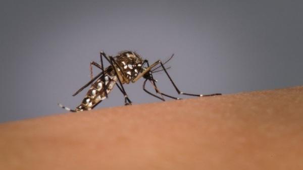Primeiro óbito por dengue no Rio Grande do Sul em 2023 é confirmado