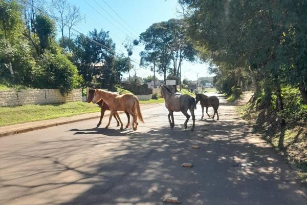 NADA DE NOVIDADE: Cavalos soltos na rodovia Luciano Furian em Cruz Alta