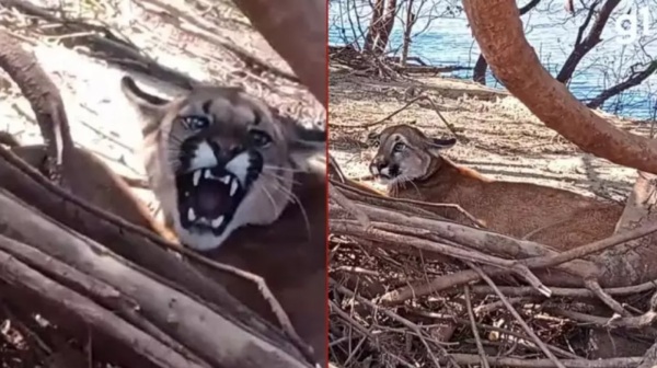 Puma é resgatada após ficar presa em armadilha para capivaras em Uruguaiana