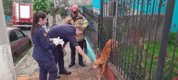 Animal fica preso nas grades de uma residência em Cruz Alta 