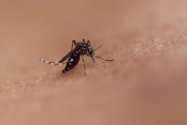 Cruz Alta tem 3 casos confirmados de dengue este ano