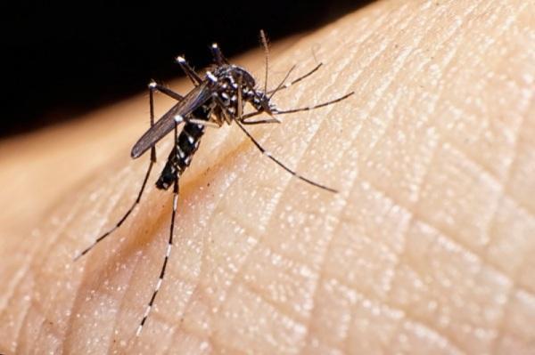 RS registra 50 mortes por dengue em 2023