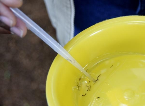 Dengue: Período de chuvas exige atenção especial no combate ao Aedes aegypti
