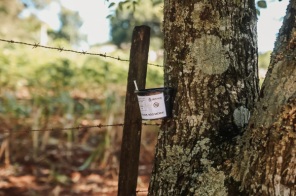 OVITRAMPAS>Armadilhas contra o mosquito da Dengue são instaladas em 03 bairros