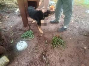 MAUS-TRATOS: Patram da Brigada e Bem Estar Animal resgatam animal em Cruz Alta