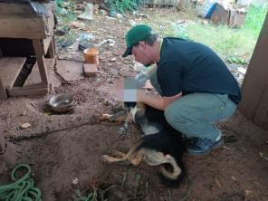 MAUS-TRATOS: Patram da Brigada e Bem Estar Animal resgatam animal em Cruz Alta