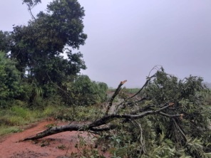 Chuva acompanhada de ventos causa estragos em Quinze de Novembro