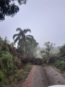 Chuva acompanhada de ventos causa estragos em Quinze de Novembro