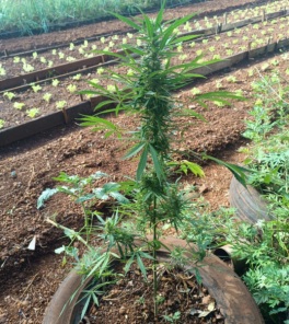 SANTO ÂNGELO> Homem é detido e adolescente apreendido por cultivo de Maconha