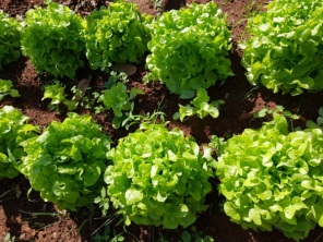 Alunos da Escola Intendente Vasconcelos Pinto fazem colheita de verduras