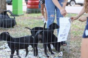 Canil Municipal lança campanha adote um animal