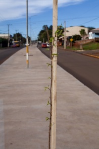 MODERNIZAÇÃO> Av. Xavantes Requalificada com Cerejeiras e Ciclovia